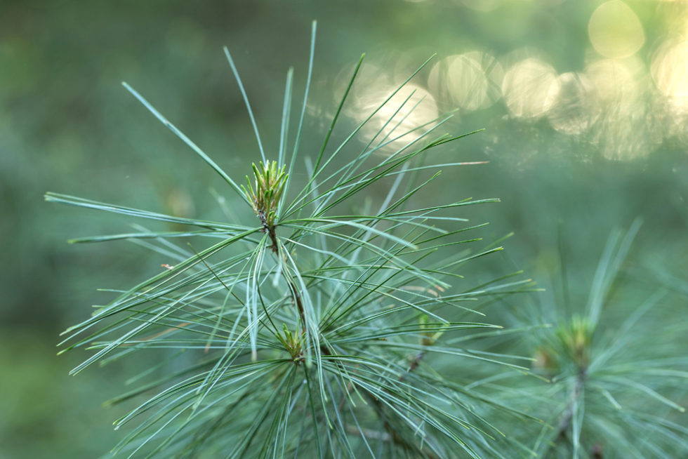 Herbal Focus White Pine Pinus Strobus Survive And Thrive With