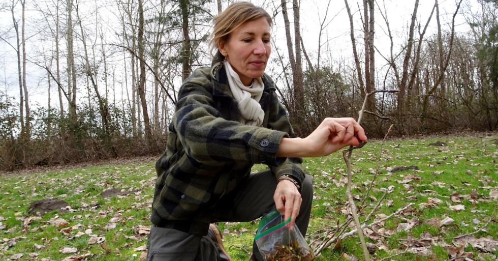 Cottonwood Bud Oil How to Make an Easy ColdInfused Herbal Oil