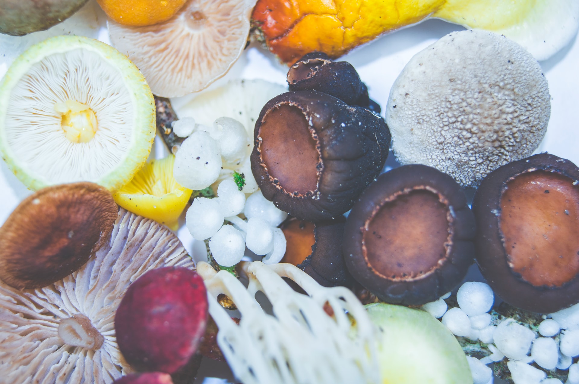10 Medicinal Mushrooms And Possible Health Benefits