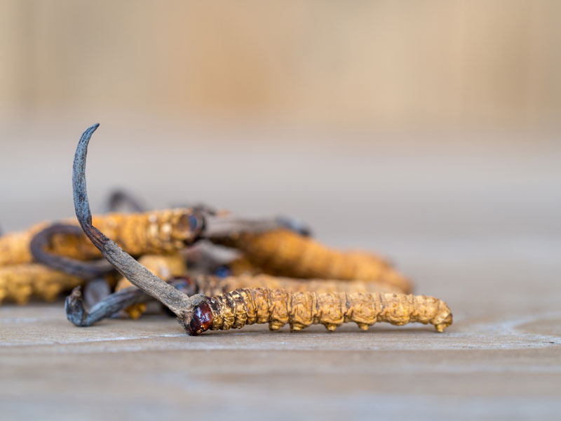 cordyceps fungus