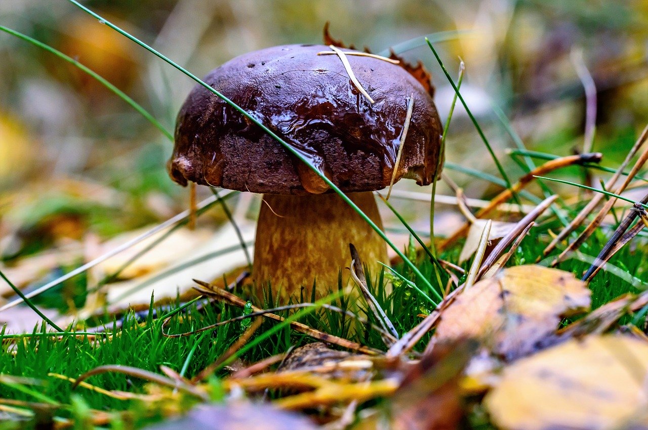 porcini mushroom