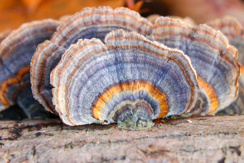 turkey tail mushroom