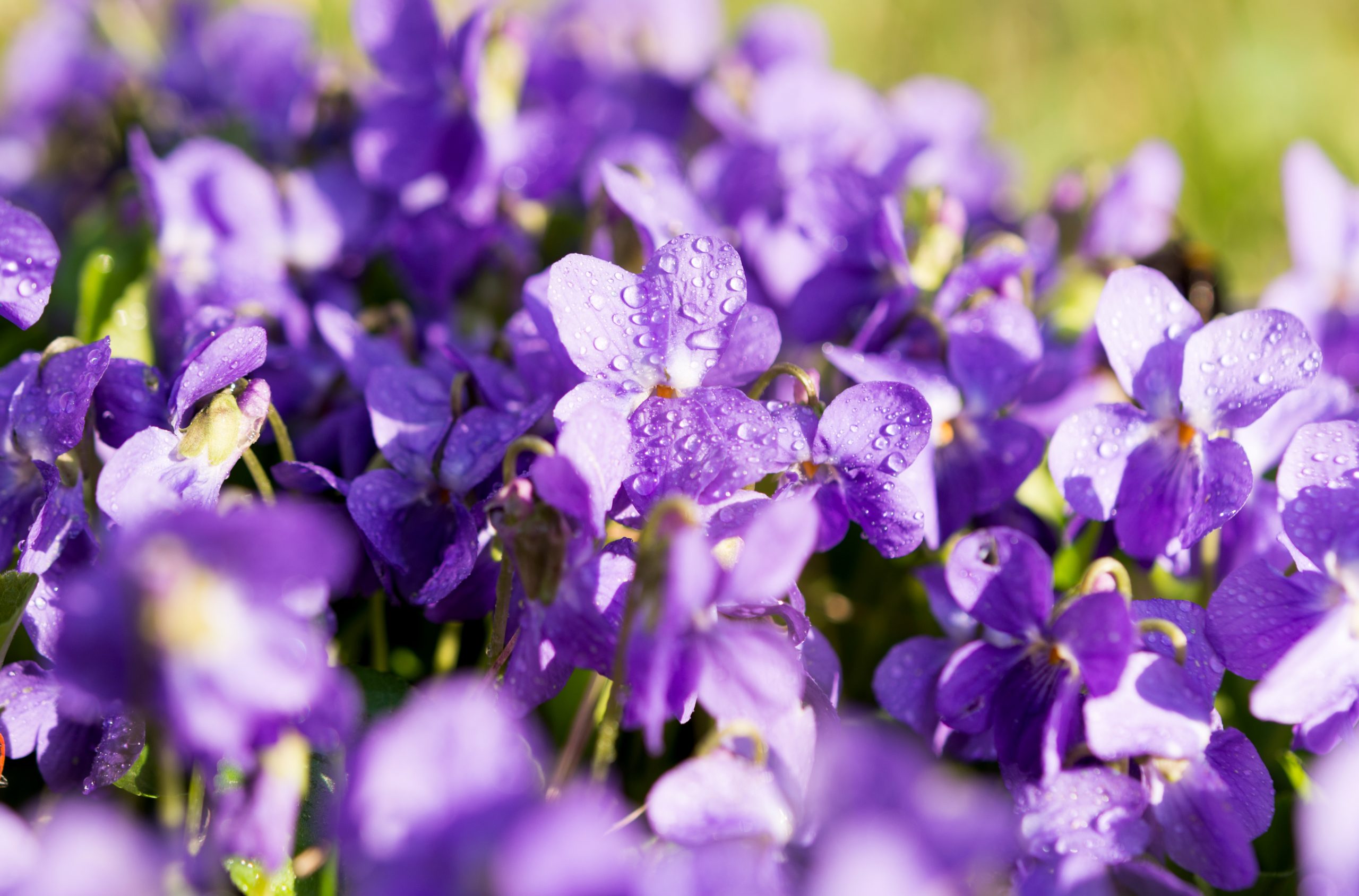 Herbal Focus: Violets <span class="latin">(Viola spp.)</span>