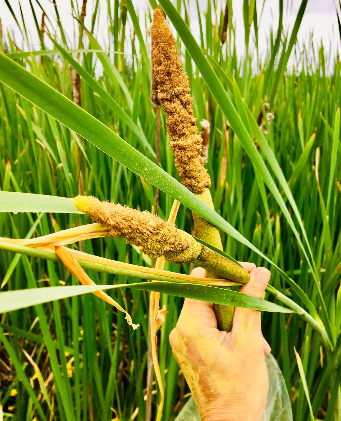 Nicole Apelian's Edible Plant Focus: Cattails