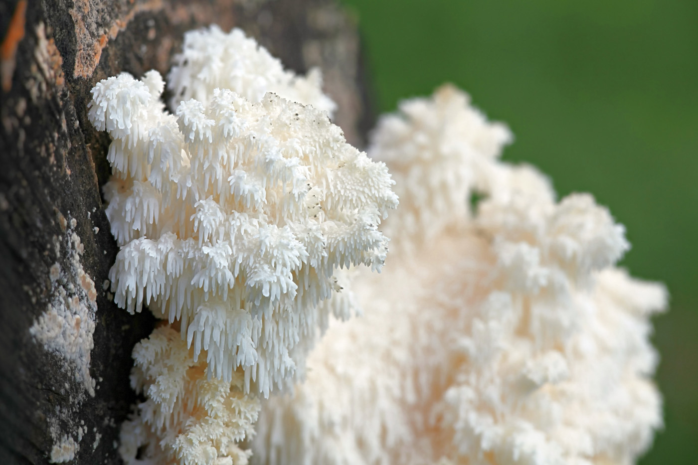 Lion's mane mushrom