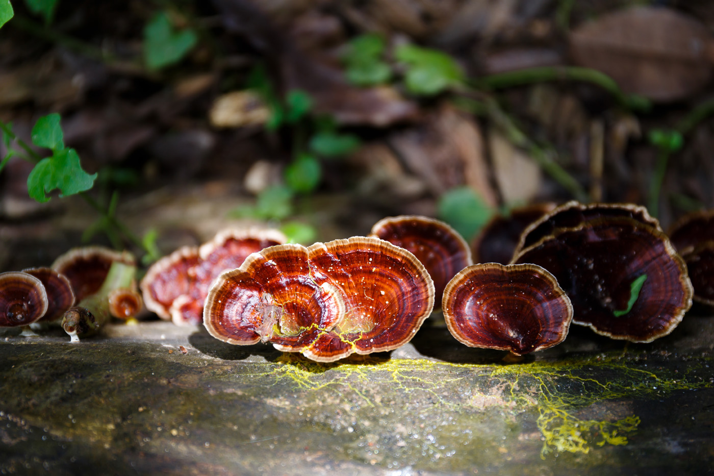 reishi mushrooms