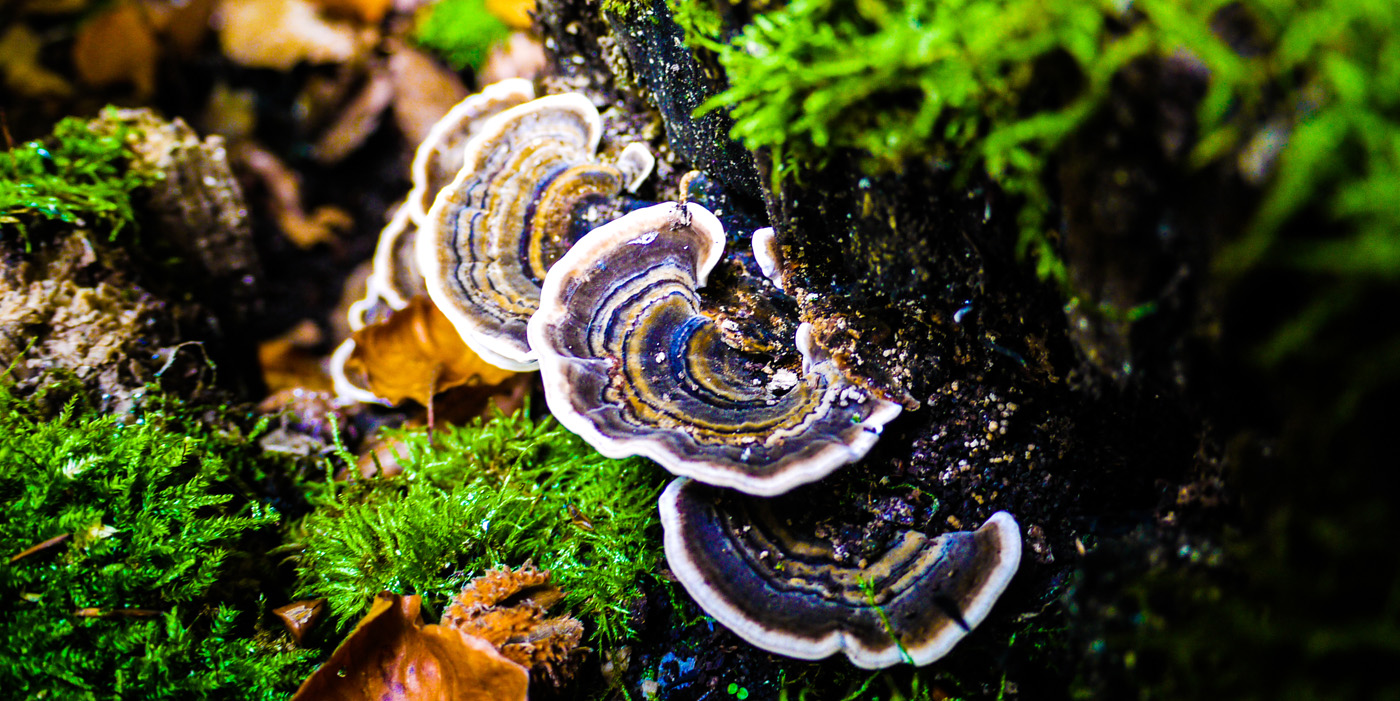 Turkey Tail mushrooms