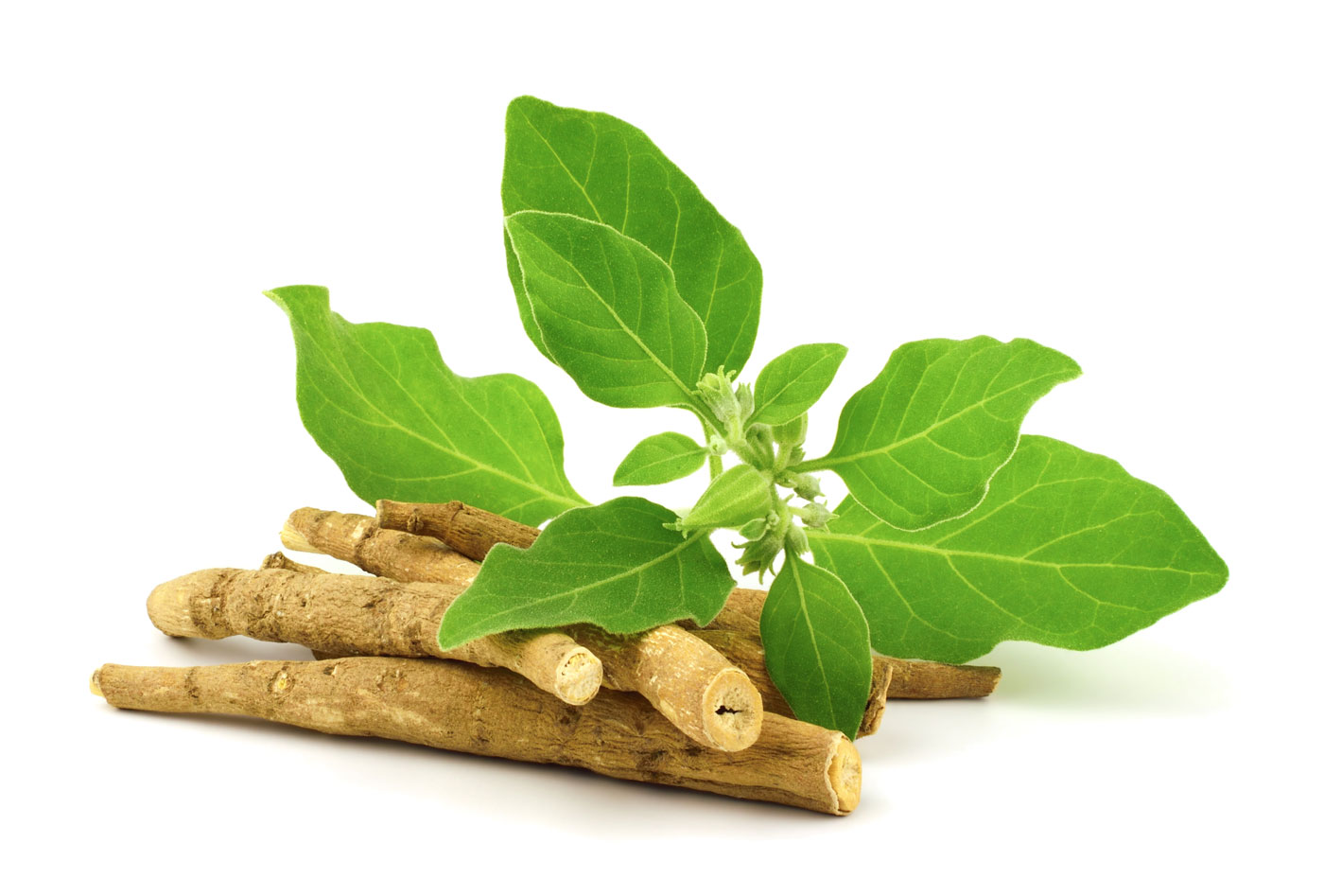 ashwagandha withania somnifera root