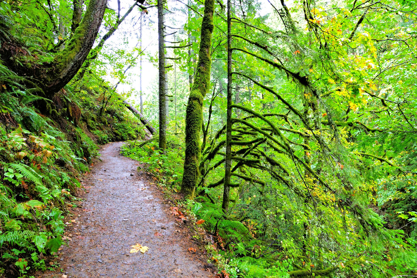 nature hiking trail