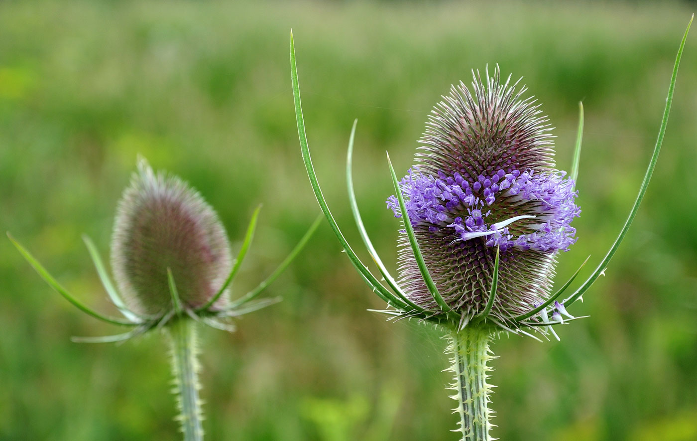 Struggling with Lyme disease? Wild Teasel may help