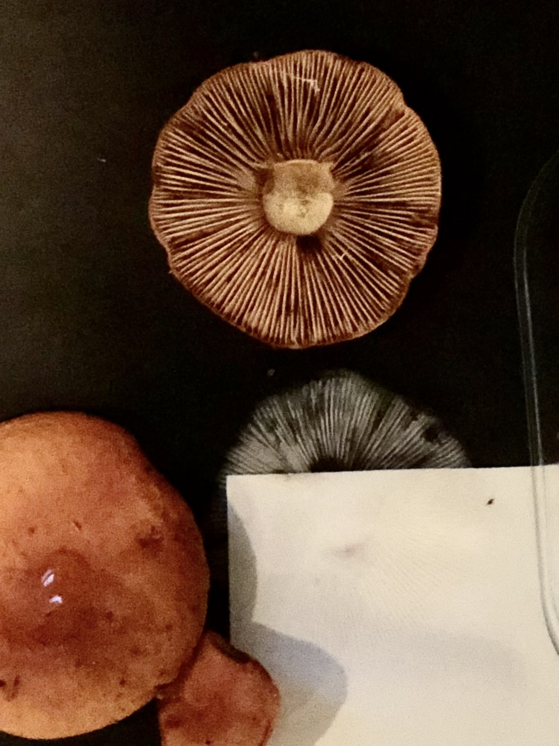 DIY mushroom spore prints