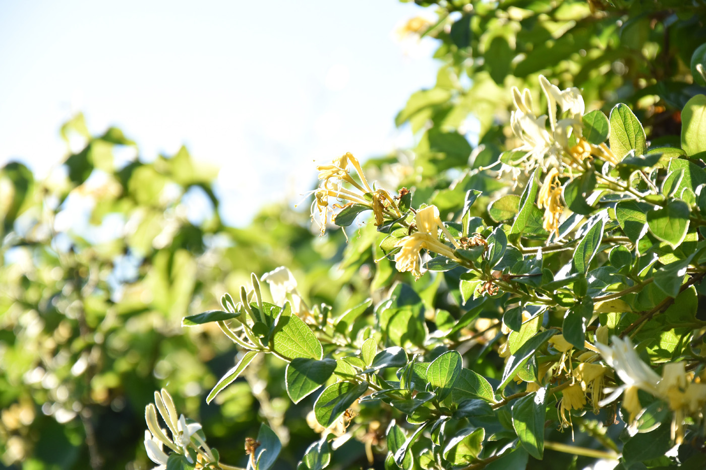 Honeysuckle