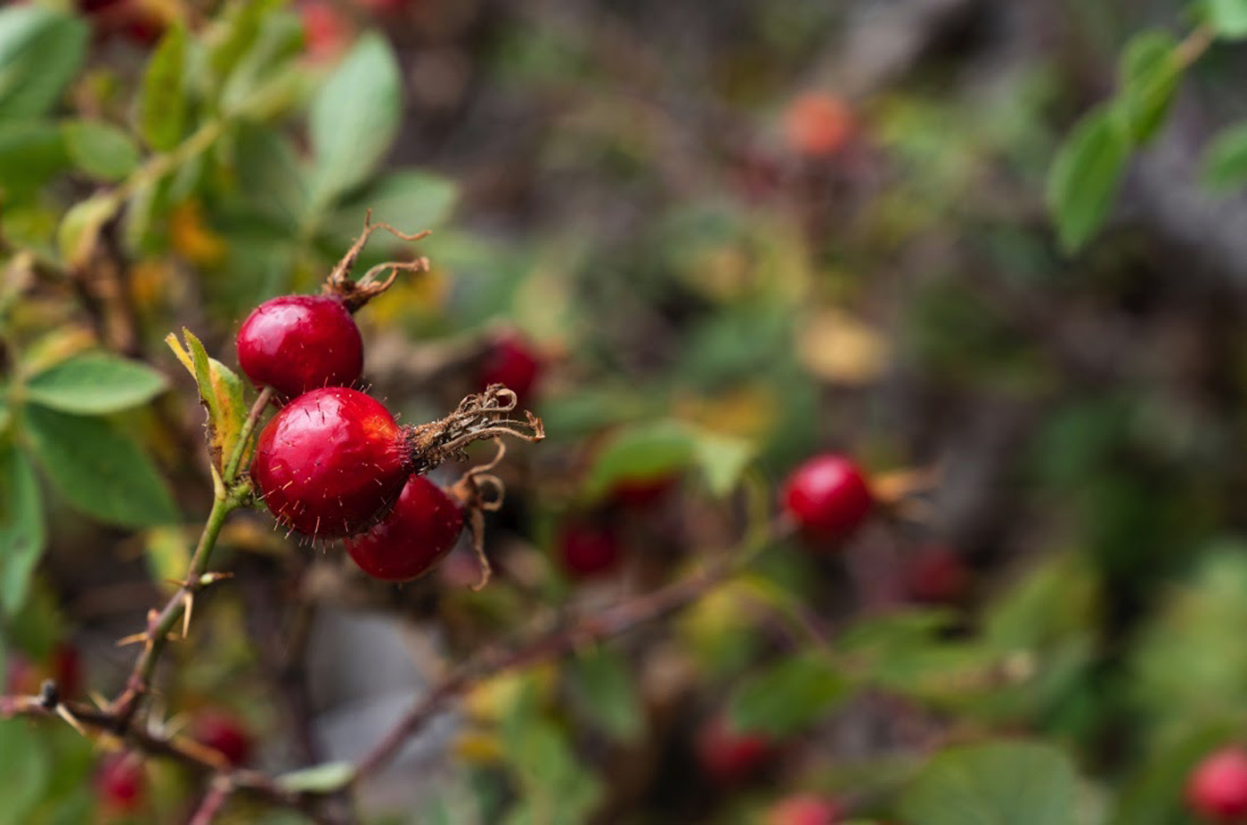 Rosehips