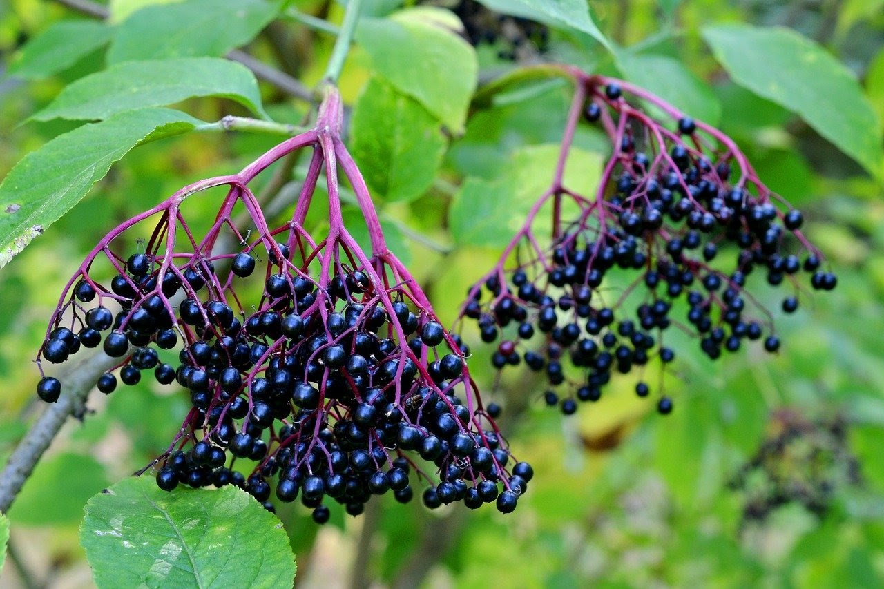 black and blue elderberry