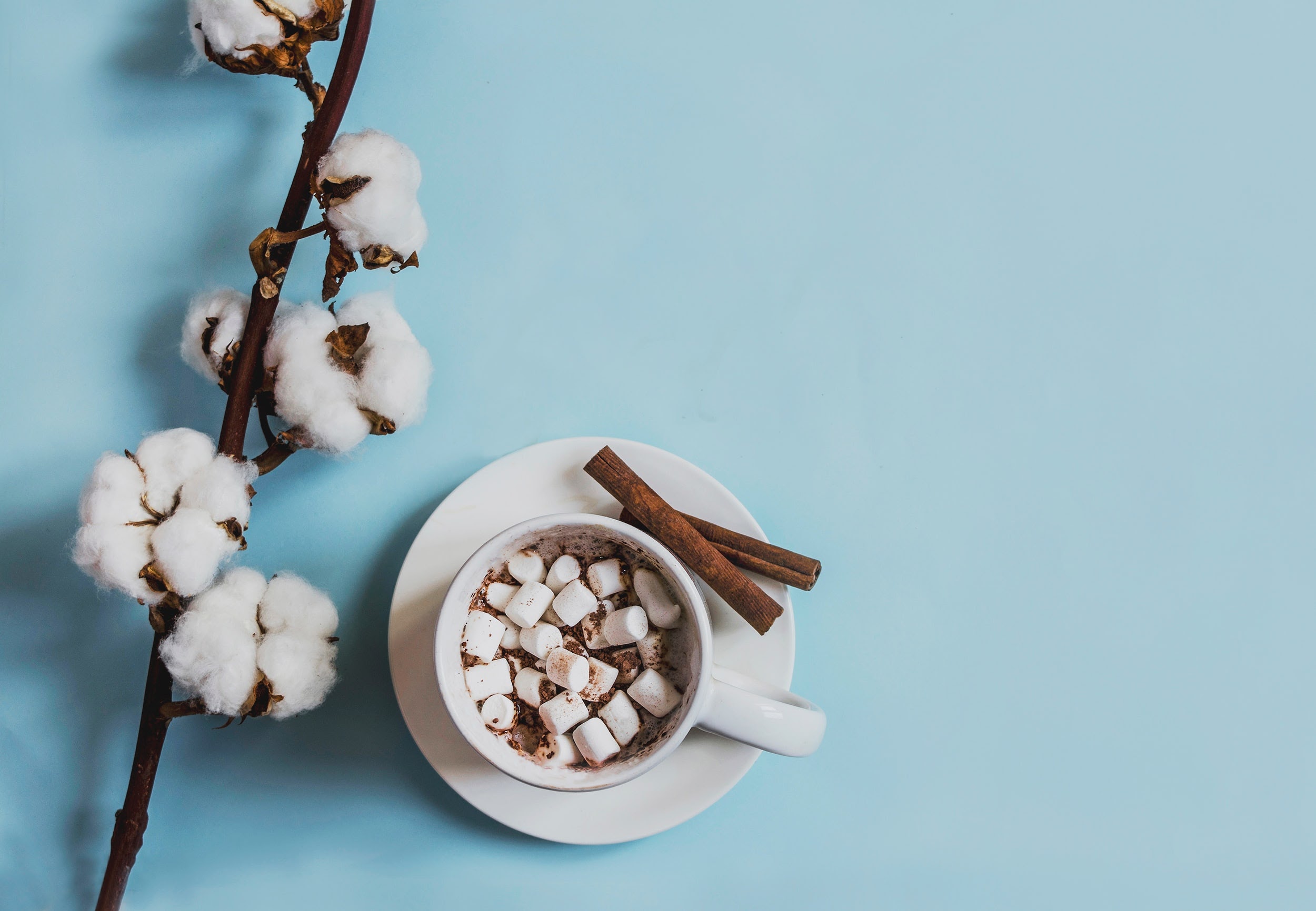 marshmallow plant and candies