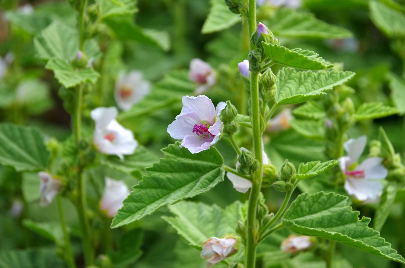 Herbal Focus: Marshmallow <span class="latin">(Althaea officinalis)</span>