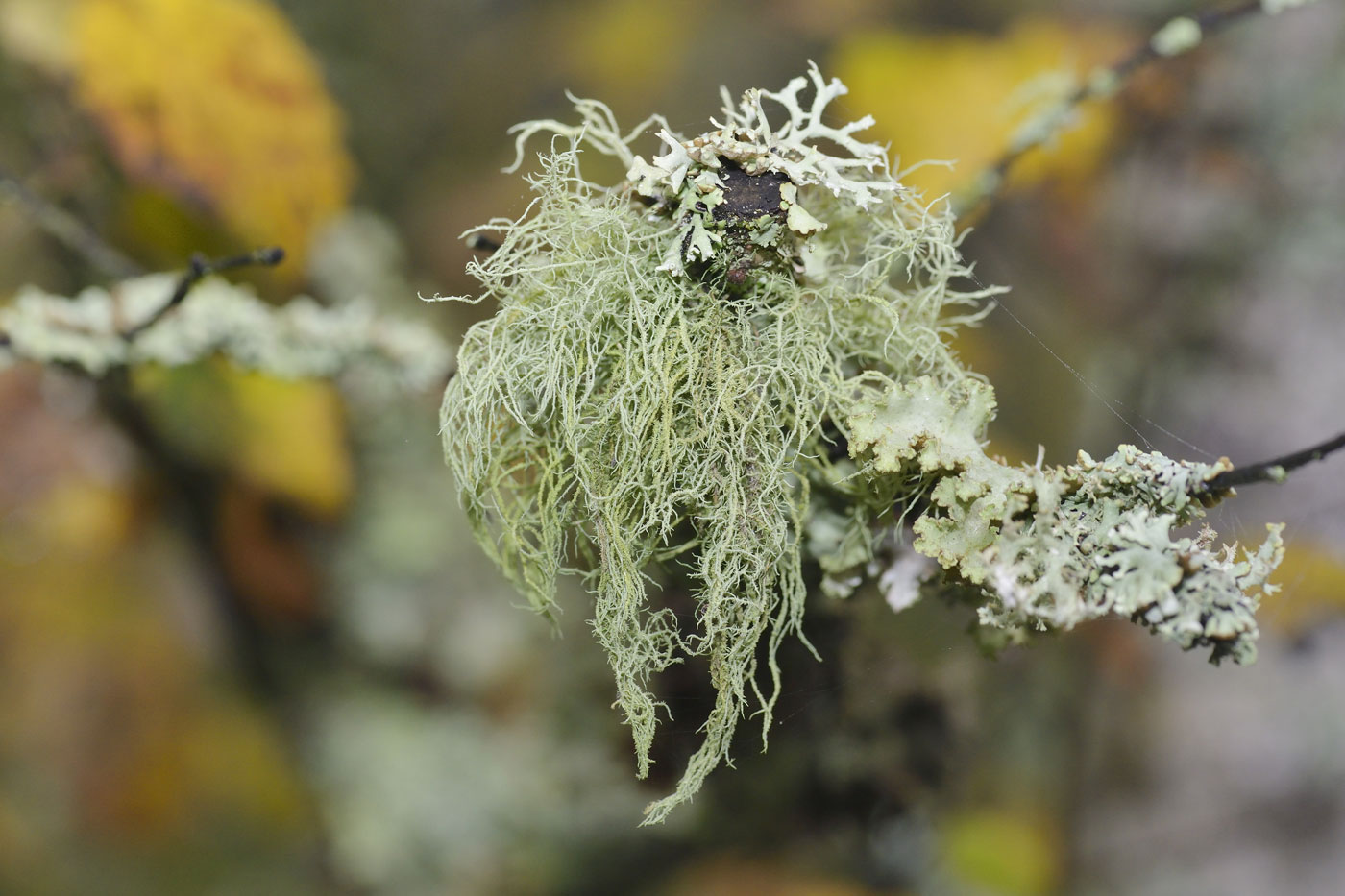 usnea lichen growing on branch