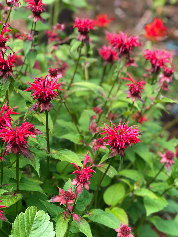 foraging 101 bee balm