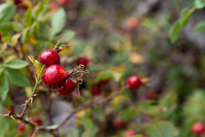 foraging 101 rose hips