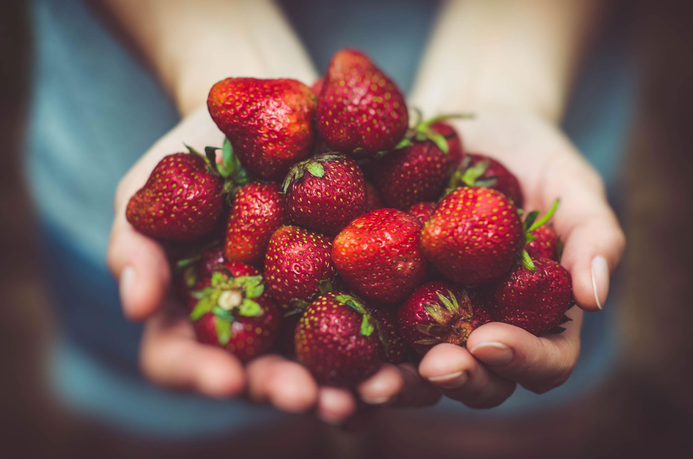 organic strawberries in hands