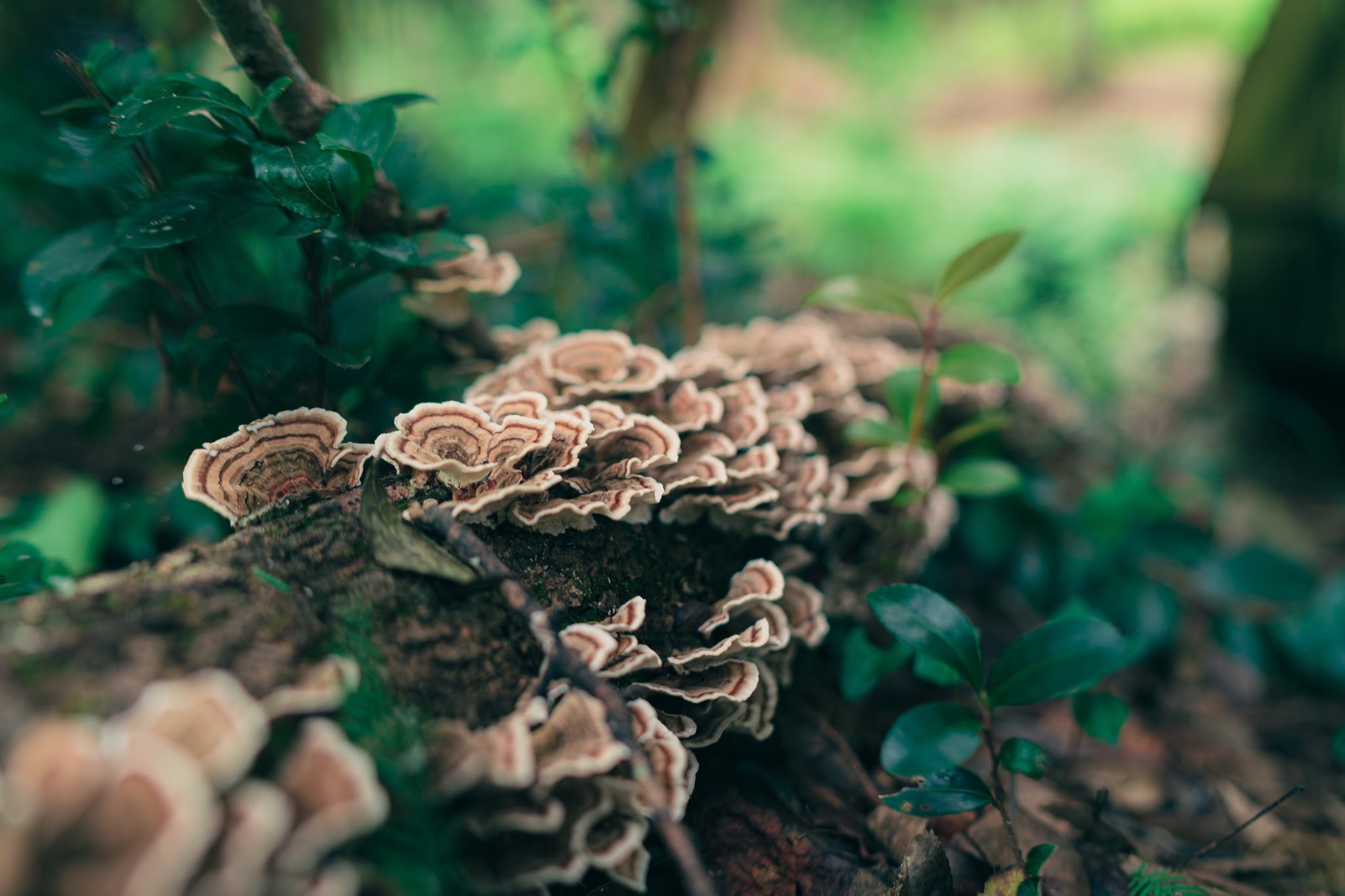 turkey tail mushrooms