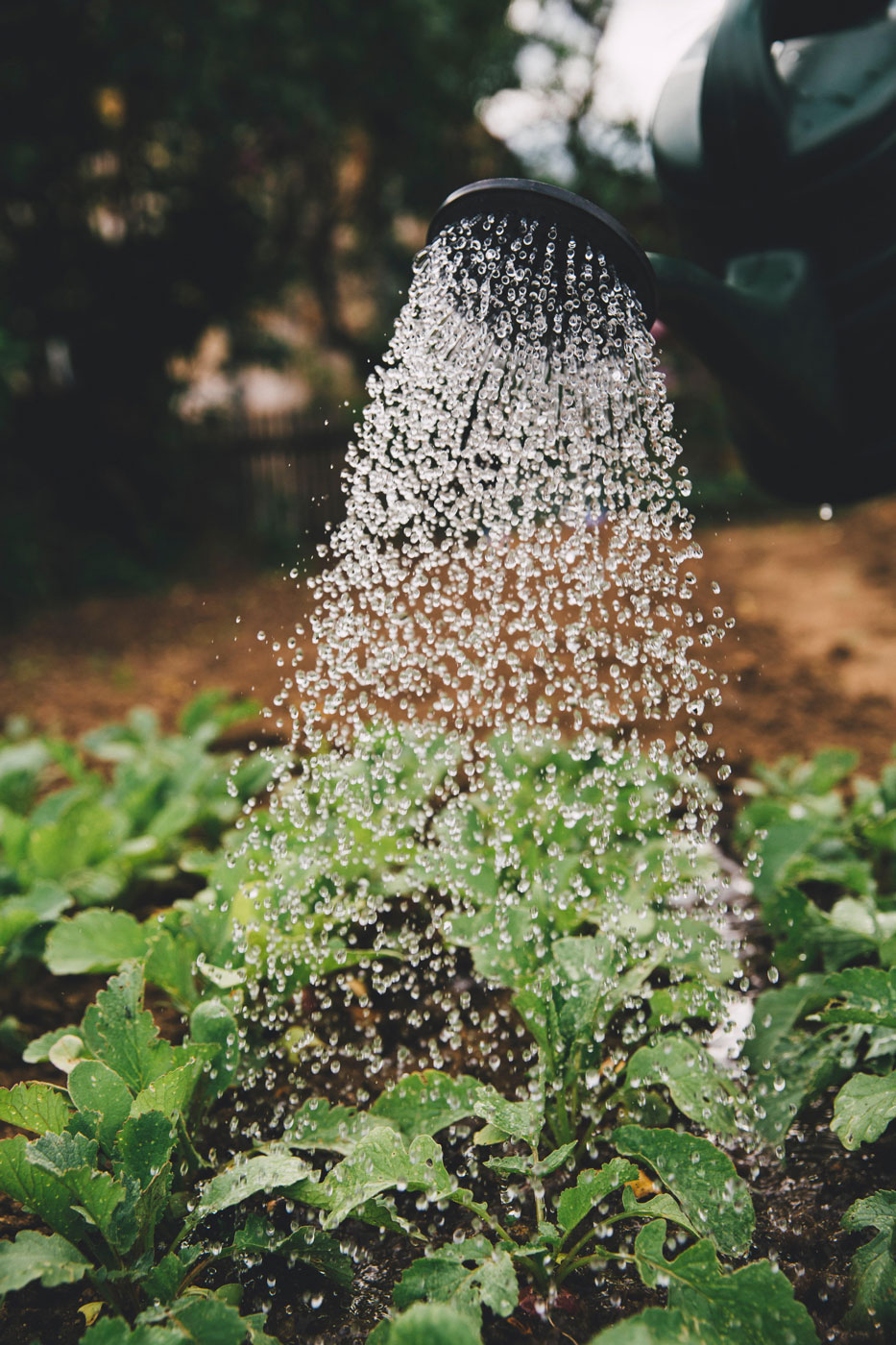 watering seedlings