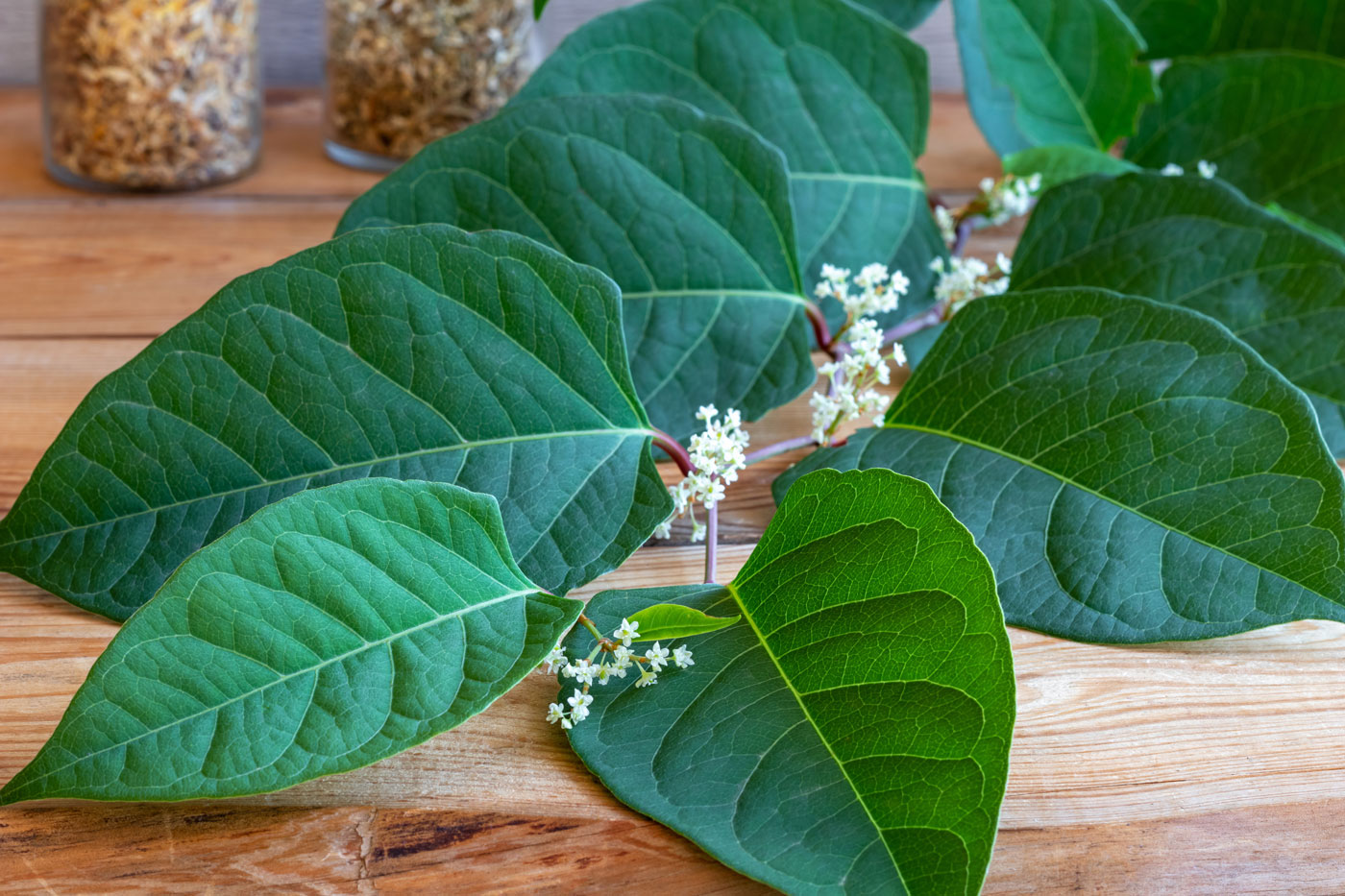 Japanese Knotweed: A Mighty Medicinal Herb For Respiratory Health, Inflammation, Lyme Disease, and Much More