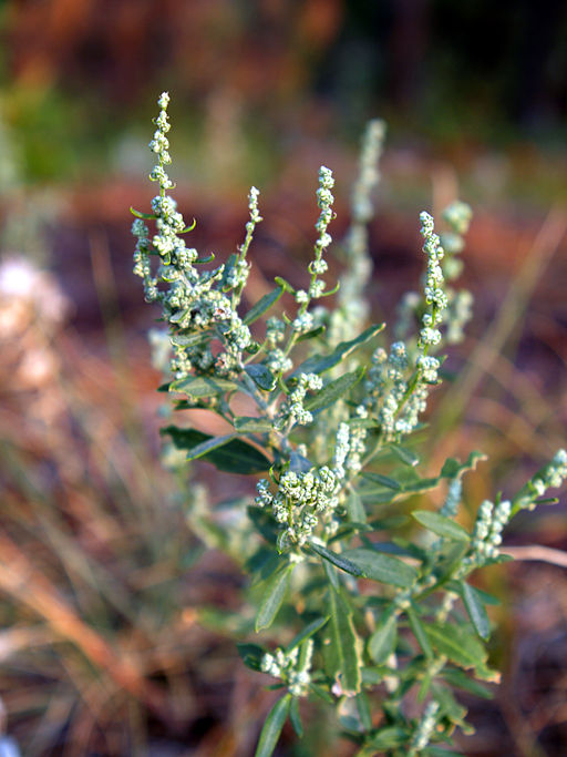 Lambs quarter Chenopodium_berlandieri