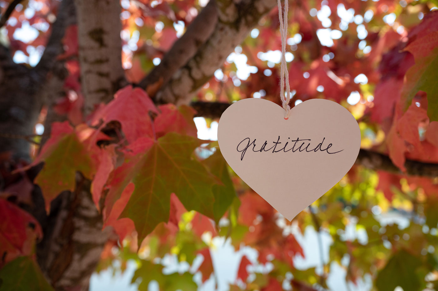Want to Live More Sustainably? Practice Gratitude