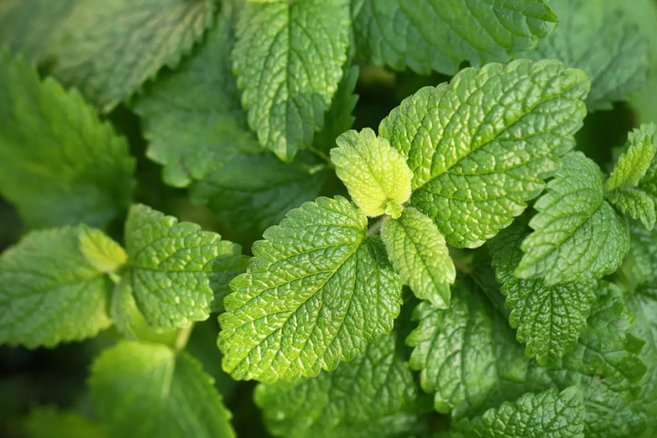 My 6 Favorite Herbs for Defeating Insomnia Once and For All » Survive ...