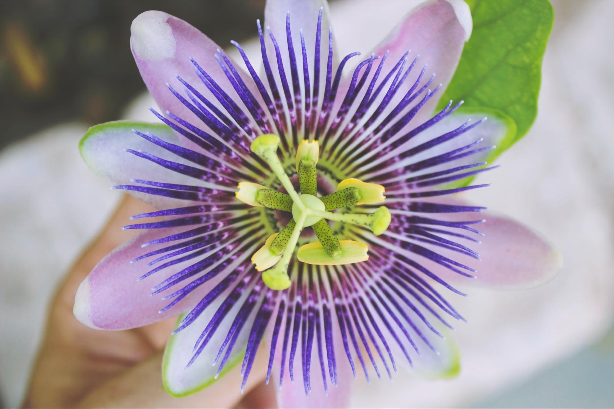 passion flower