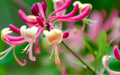 Japanese Honeysuckle: Problematic Weed or Outstanding Herbal Remedy? You Decide.