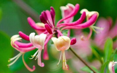 Japanese Honeysuckle: Problematic Weed or Outstanding Herbal Remedy? You Decide.