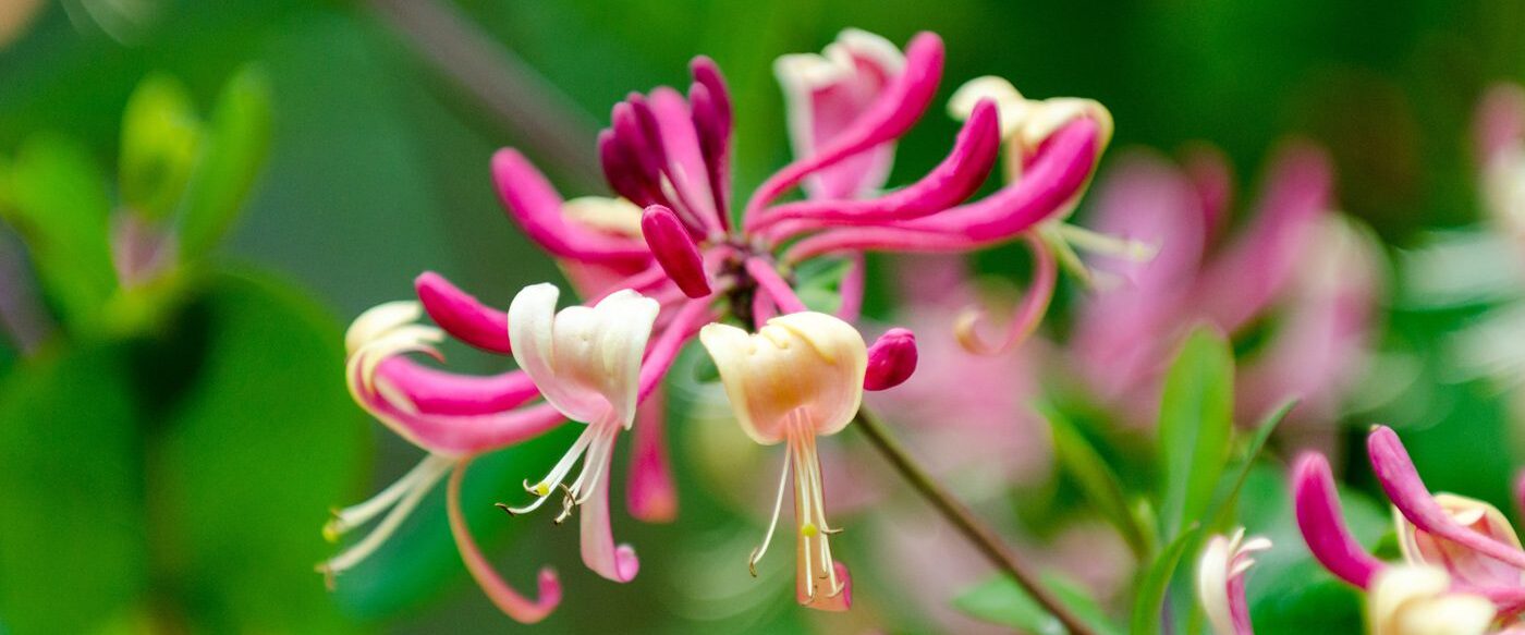 Red Lonicera japonica or Japanese Honeysuckle Red Lonicera japonica or Japanese Honeysuckle