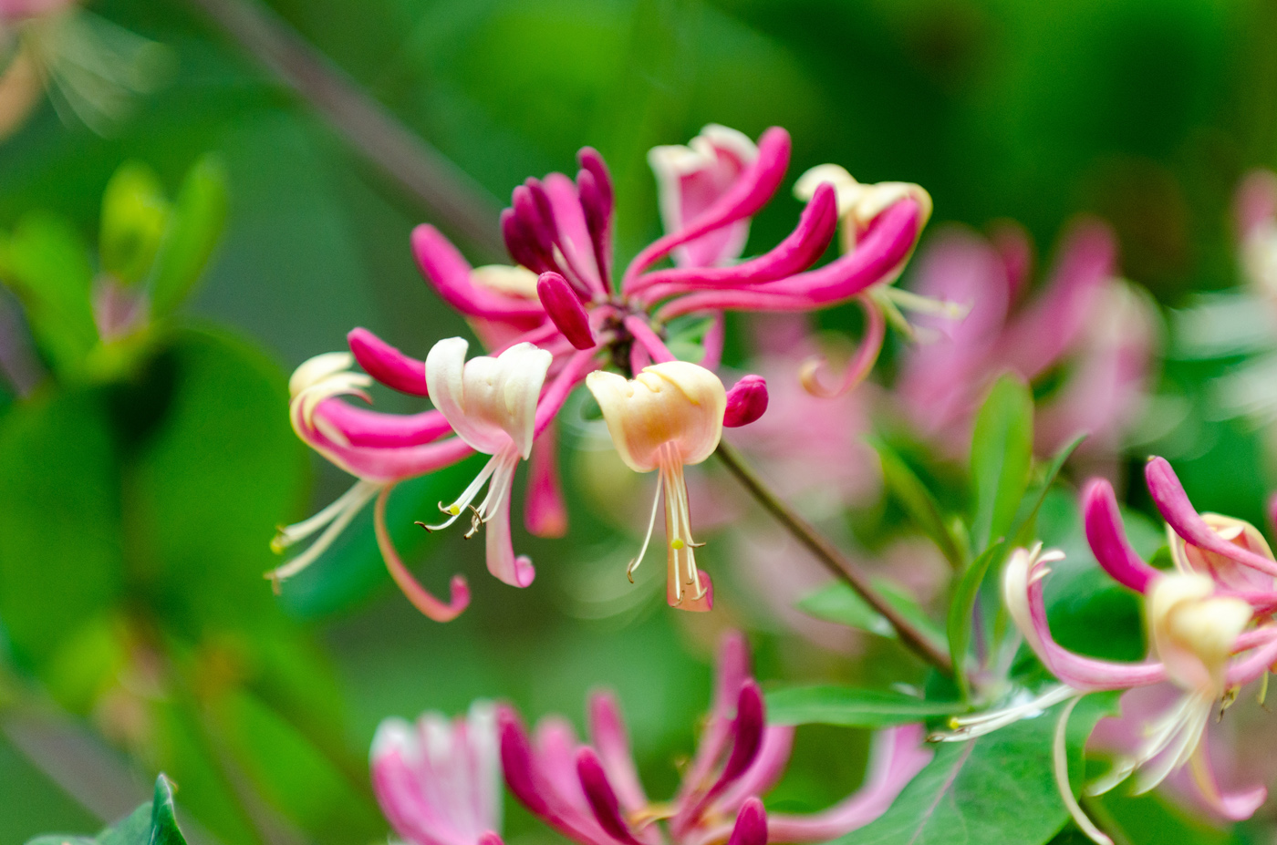 Japanese Honeysuckle: Problematic Weed or Outstanding Herbal Remedy? You Decide.