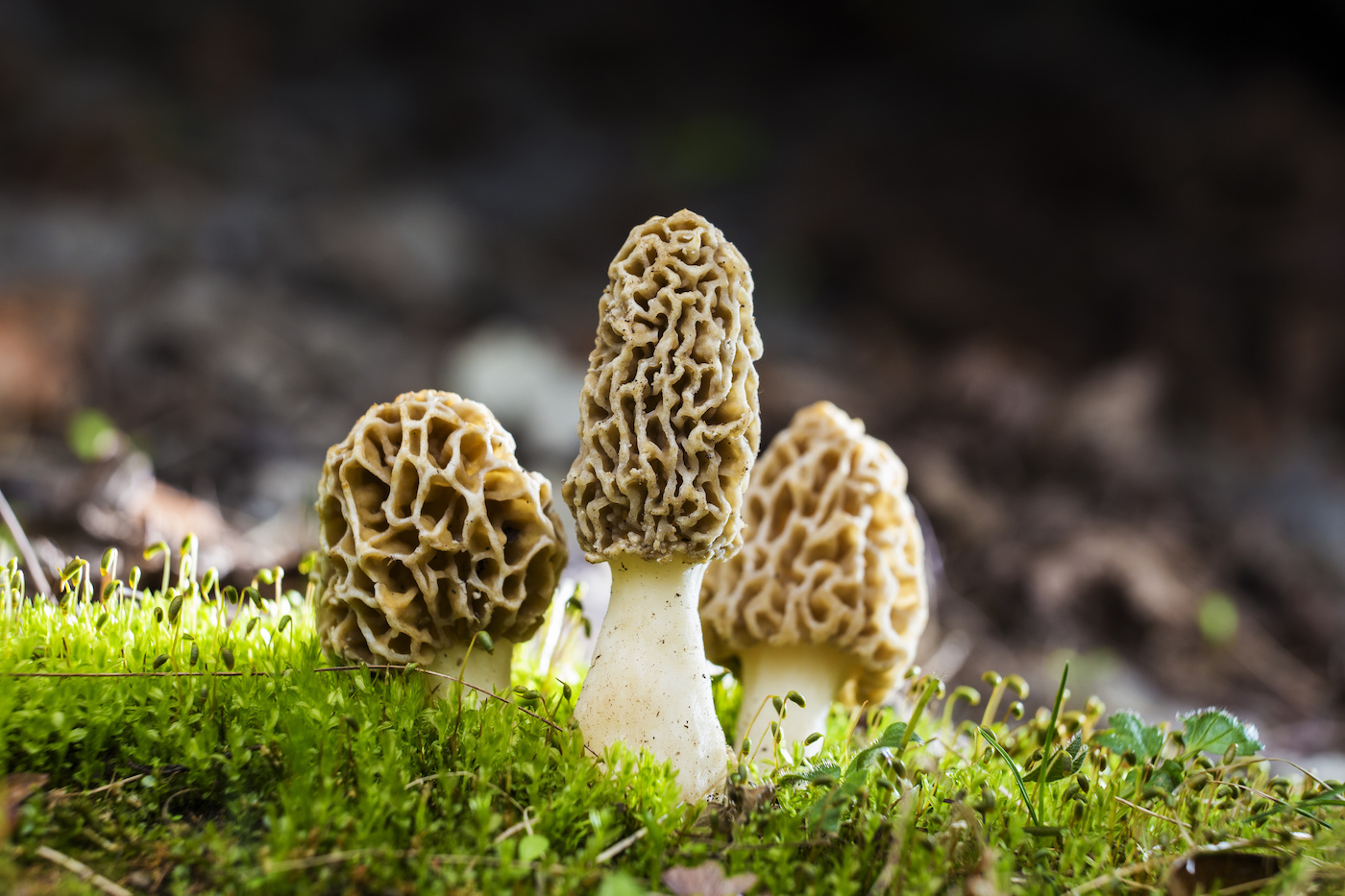 Magical Morel Mushrooms: A Savory Wild Food for Boosting Immunity, Inhibiting Cancer, and Defeating Infections