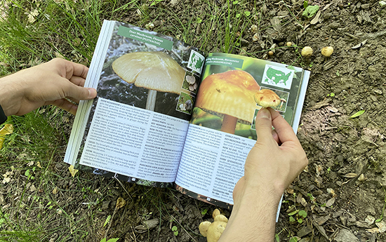 The Foragers Guide to Wild Foods mushroom identification