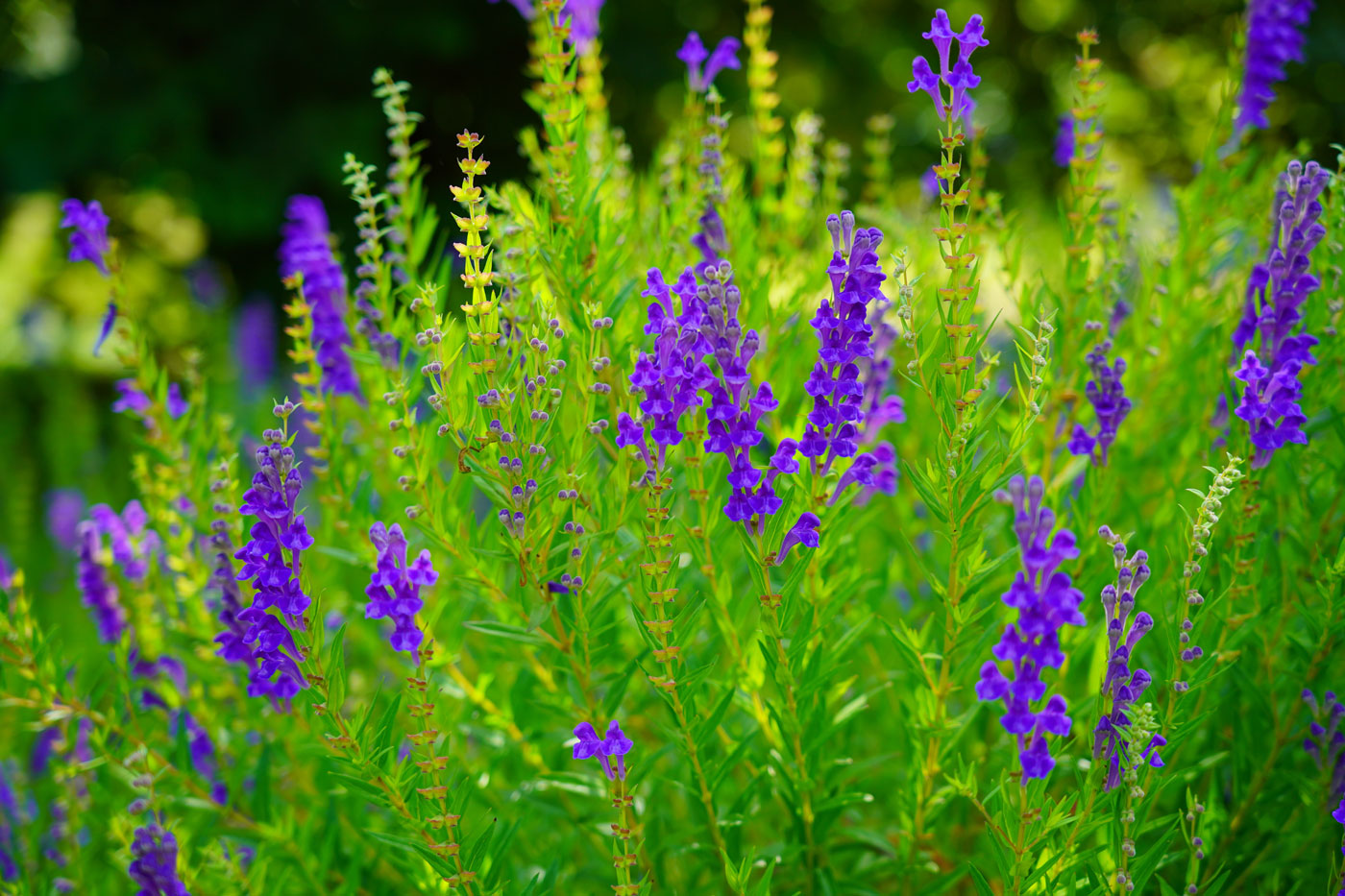 Chinese Skullcap: A Traditional Medicinal Herb That Tackles Cancer, Inflammation, Allergies, and Anxiety