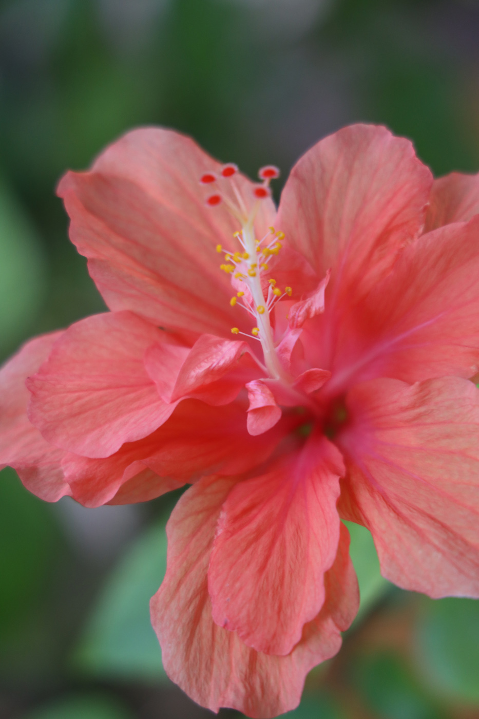 hibiscus flower