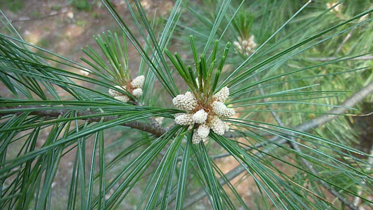 juvenile male pine cones and needles
