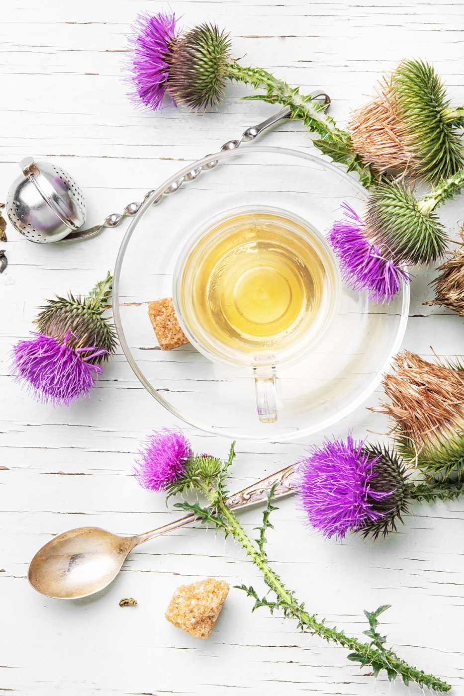 plume thistle flowers and thistle tea