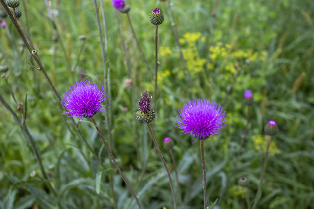 Plume Thistle: A Powerful Medicinal Herb and Delicious Wild Food Rolled ...