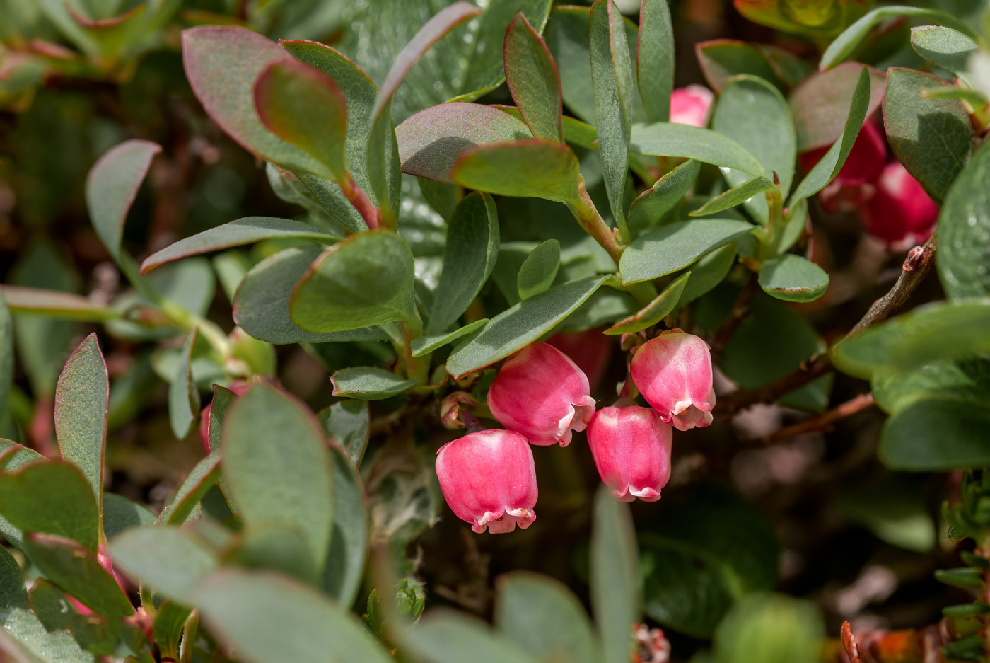 Alpine Blueberry (Vaccinium uliginosum)