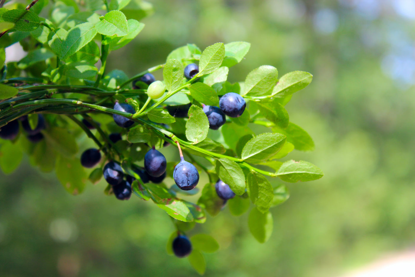 Bilberry branch and berries Vaccinium myrtillus