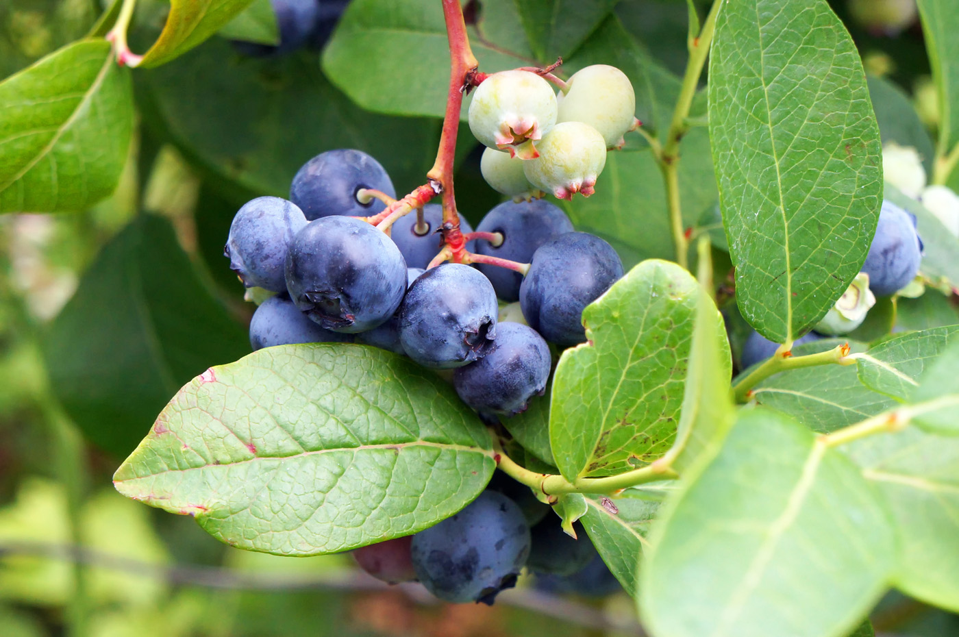There’s No Better Time Than Now To Go Wild For Alpine Blueberries!
