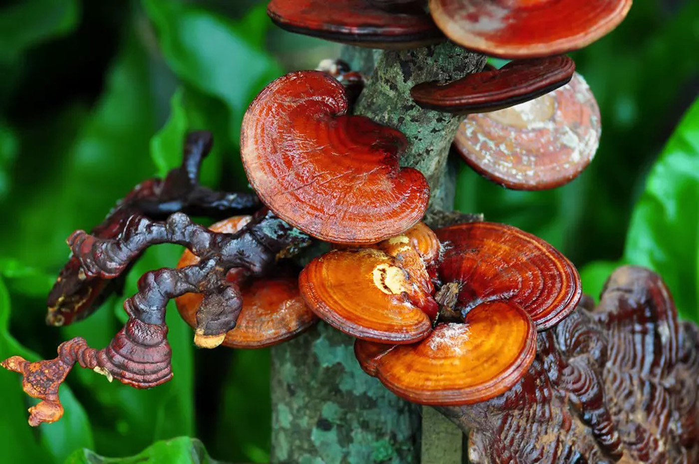 Reishi Mushroom Ganoderma lucidum