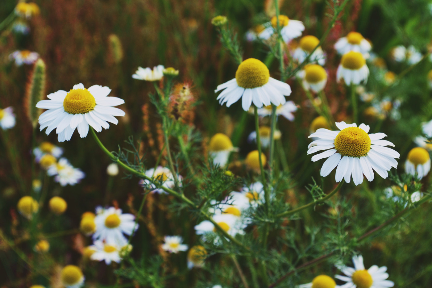 chamomile plant and flowers