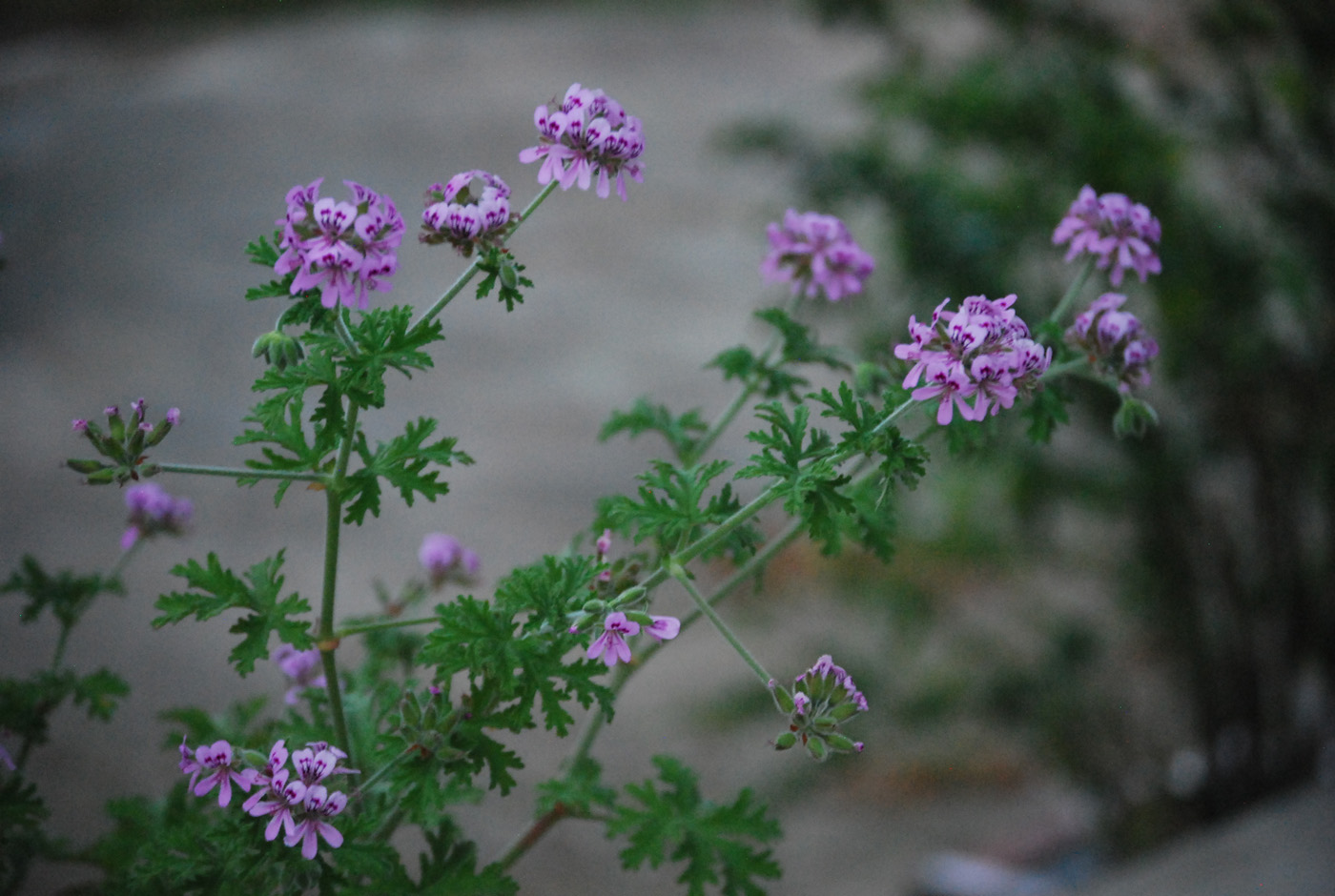 Flowered Citronella Plant in Garden