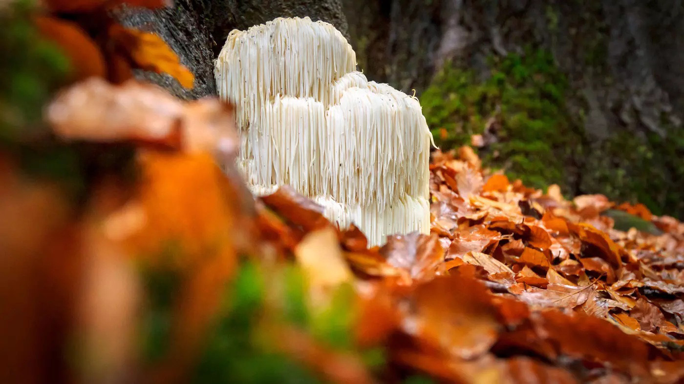 lions mane mushroom and fallen leaves