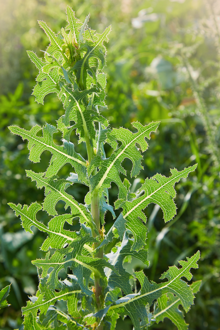 Prickly wild lettuce plant